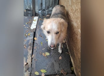 Ronja, freundliches Hundemädchen sucht Menschen mit Herz