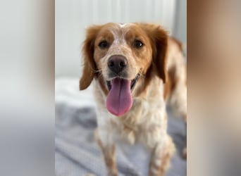 Petra (Spanien) – kleine Bretonen-Dame mit großem Herz