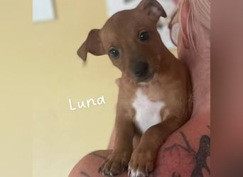 Luna (Spanien) - kleine Maus sucht ihr eigenes Zuhause