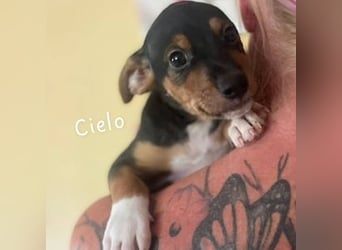Cielo (Spanien) - Welpe sucht seine Familie fürs Leben