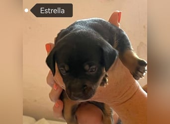 Estrella (Spanien) - kleiner Sonnenschein für ihr Zuhause
