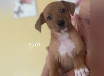 Flor (Spanien) - sucht ihre Familie fürs Leben