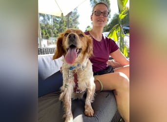 Petra (Spanien) – kleine Bretonen-Dame mit großem Herz