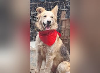 Ronja, freundliches Hundemädchen sucht Menschen mit Herz