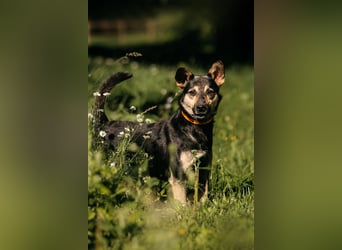 Fröhlicher Sharik sucht seine Menschen