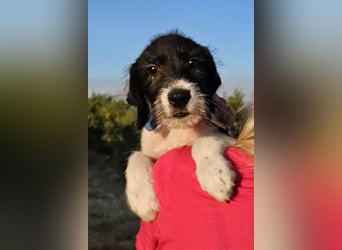 Kalle- auf der Suche nach seinem Glück