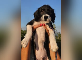 Kalle- auf der Suche nach seinem Glück