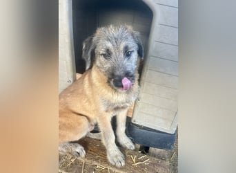 Rick – unser herzallerliebster Strubbelbub sucht seine Menschen!