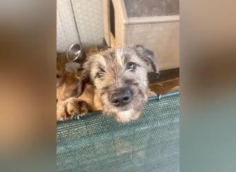 Rick – unser herzallerliebster Strubbelbub sucht seine Menschen!