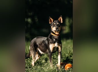 Fröhlicher Czar sucht seine Familie