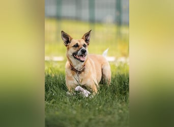 Kleine Rakete Dasha sucht ihre Menschen