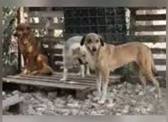 Elvis auf der Suche nach seinem Glück**Pflegestelle und Endstelle**