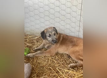 Rick – unser herzallerliebster Strubbelbub sucht seine Menschen!