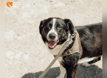 Kami – vom Straßenhund zur Herzenshündin