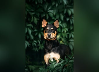 Fröhlicher Czar sucht seine Familie