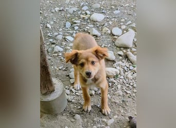 Dakota wünscht sich ein liebevolles Zuhause