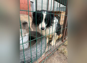 Besonderer Benny sucht liebevolles Zuhause