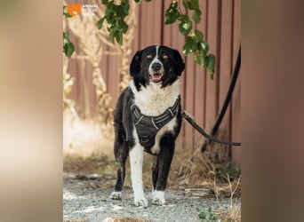 Kami – vom Straßenhund zur Herzenshündin