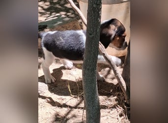 Welpen sucht liebevolle für immer Familie 