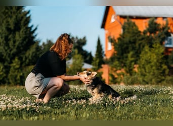 Sanfter Timosha sucht seine Familie