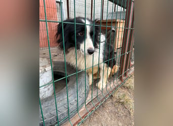 Besonderer Benny sucht liebevolles Zuhause
