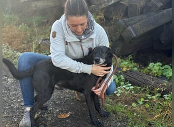 Traumhaft toller Gonza auf der Suche nach seinen Menschen - Zuhause oder Pflegestelle zum 06.12.2025