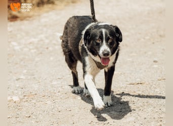 Kami – vom Straßenhund zur Herzenshündin