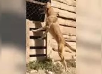 Elvis auf der Suche nach seinem Glück**Pflegestelle und Endstelle**