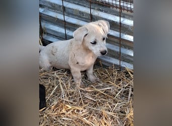 Milo wartet auf seine Seelen-Menschen