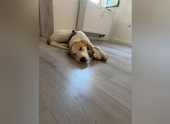 Pongo braucht Verlässlichkeit❗