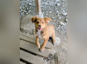 Dakota wünscht sich ein liebevolles Zuhause