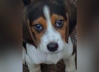 Welpen sucht liebevolle für immer Familie 