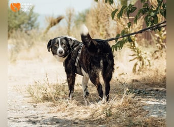 Kami – vom Straßenhund zur Herzenshündin