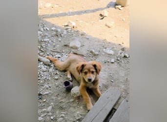 Dakota wünscht sich ein liebevolles Zuhause