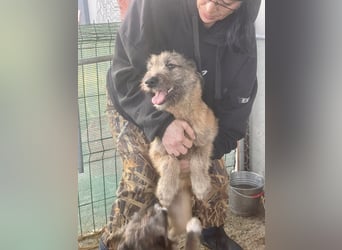 Rick – unser herzallerliebster Strubbelbub sucht seine Menschen!