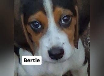 Welpen sucht liebevolle für immer Familie 