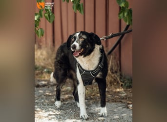 Kami – vom Straßenhund zur Herzenshündin