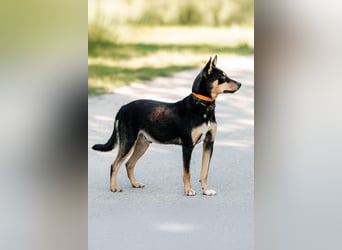 Fröhlicher Czar sucht seine Familie