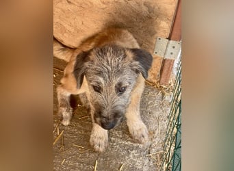 Rick – unser herzallerliebster Strubbelbub sucht seine Menschen!