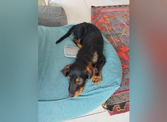 Fröhliche Sonja sucht ihre Menschen