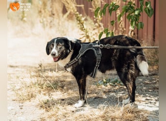 Kami – vom Straßenhund zur Herzenshündin