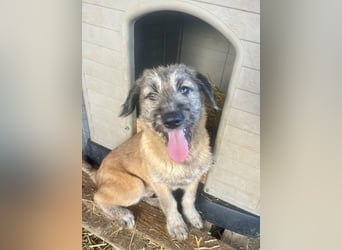 Rick – unser herzallerliebster Strubbelbub sucht seine Menschen!