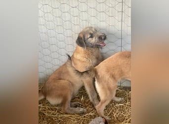 Rick – unser herzallerliebster Strubbelbub sucht seine Menschen!