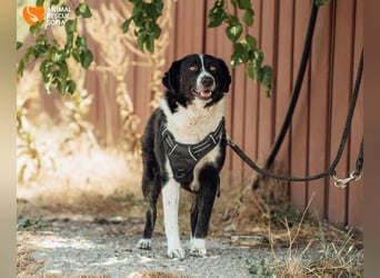 Kami – vom Straßenhund zur Herzenshündin