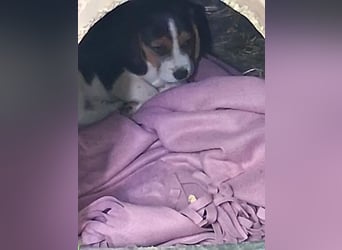 Welpen sucht liebevolle für immer Familie 