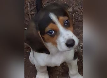 Welpen sucht liebevolle für immer Familie 