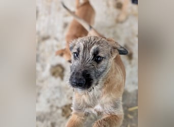 Rick – unser herzallerliebster Strubbelbub sucht seine Menschen!