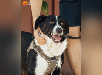 Kami – vom Straßenhund zur Herzenshündin