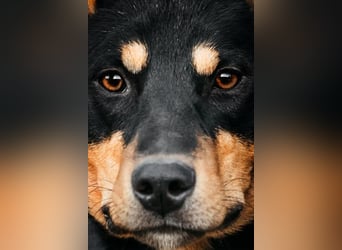 Fröhlicher Czar sucht seine Familie