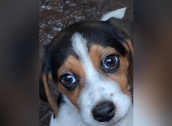 Welpen sucht liebevolle für immer Familie 